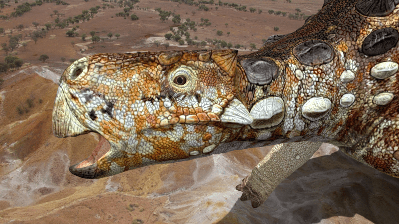 Kunburrasaurus_Minmi