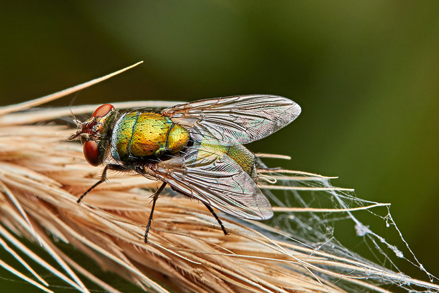 Blowfly, Lucilia sp. on grass seed head, Brisbane, Queensland Australia