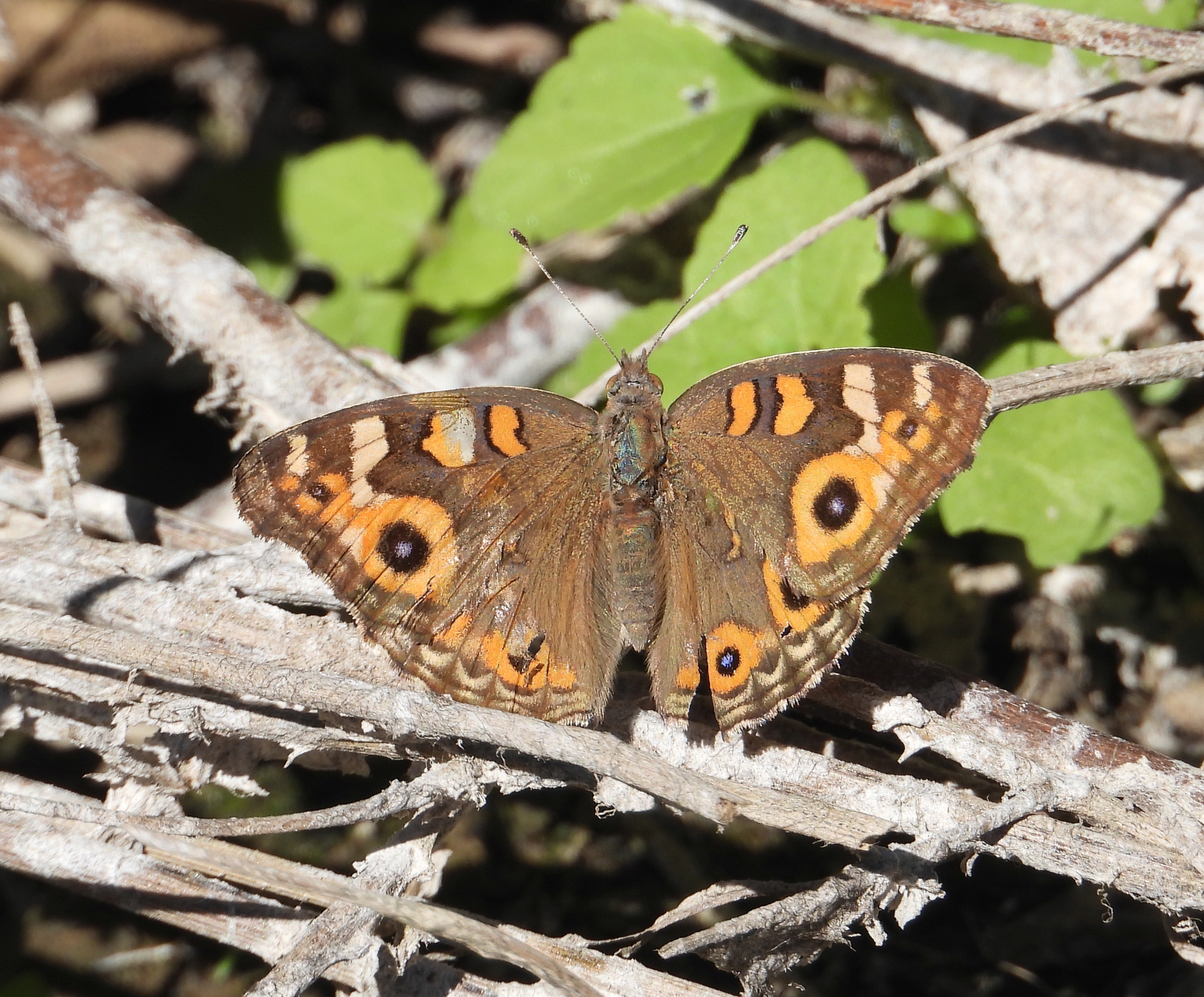 Meadow Argus Gold Creek Reservoir May 2020 DSCN2209