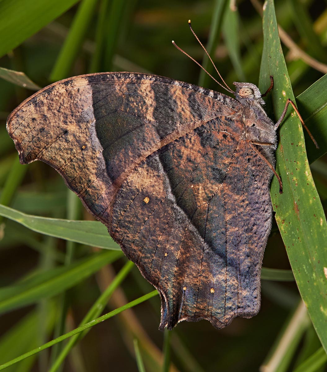 Evening Brown Butterfy, Melanitis leda, and its food plant. Suburban Brisbane.