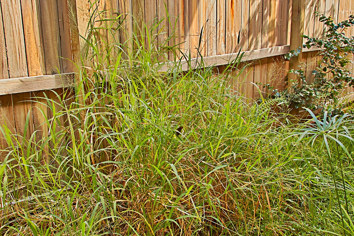 Melanitis_leda_29_April_ 053 sml