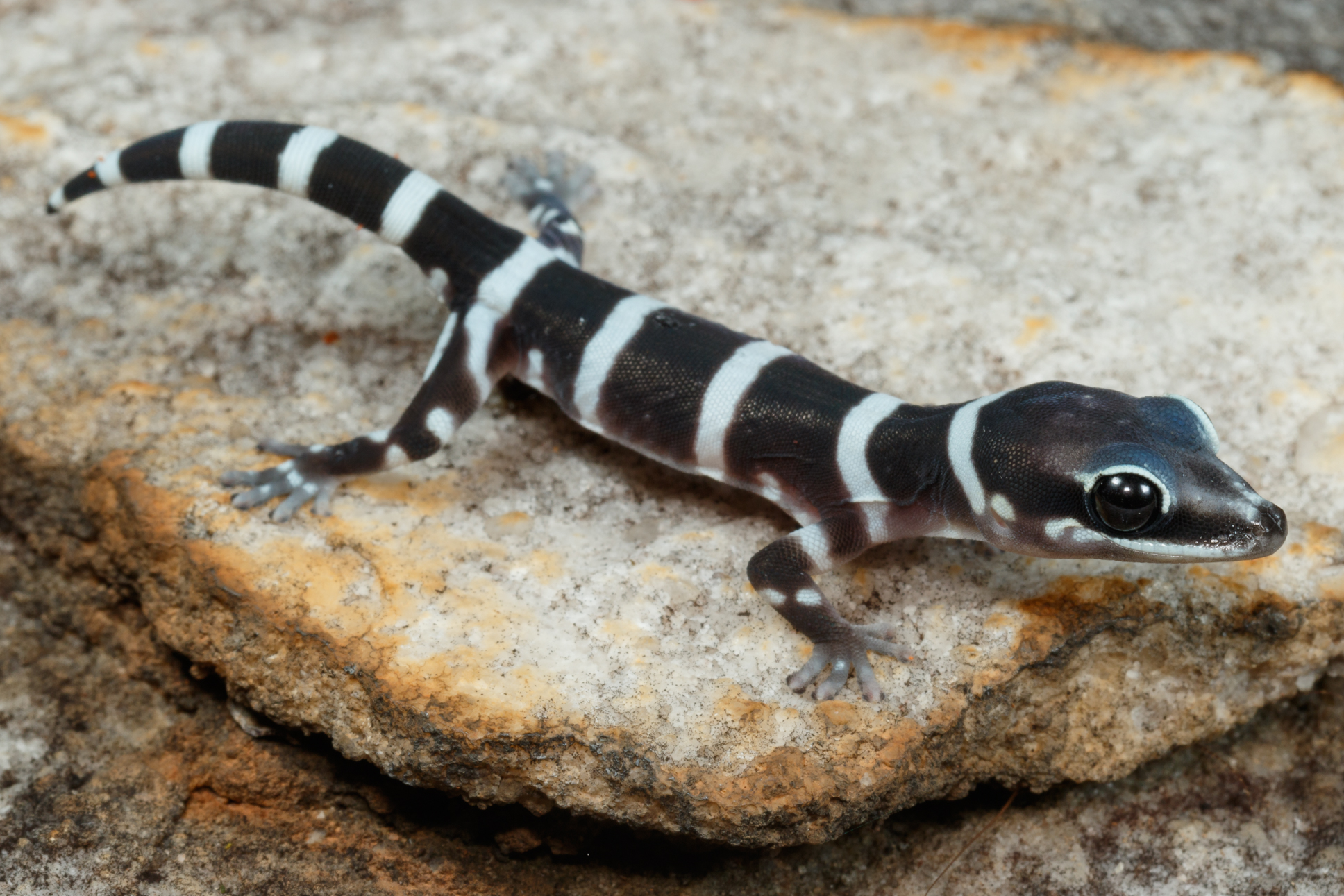 Oedura_nesos_baby_Angurugu_NT_ChrisJolly