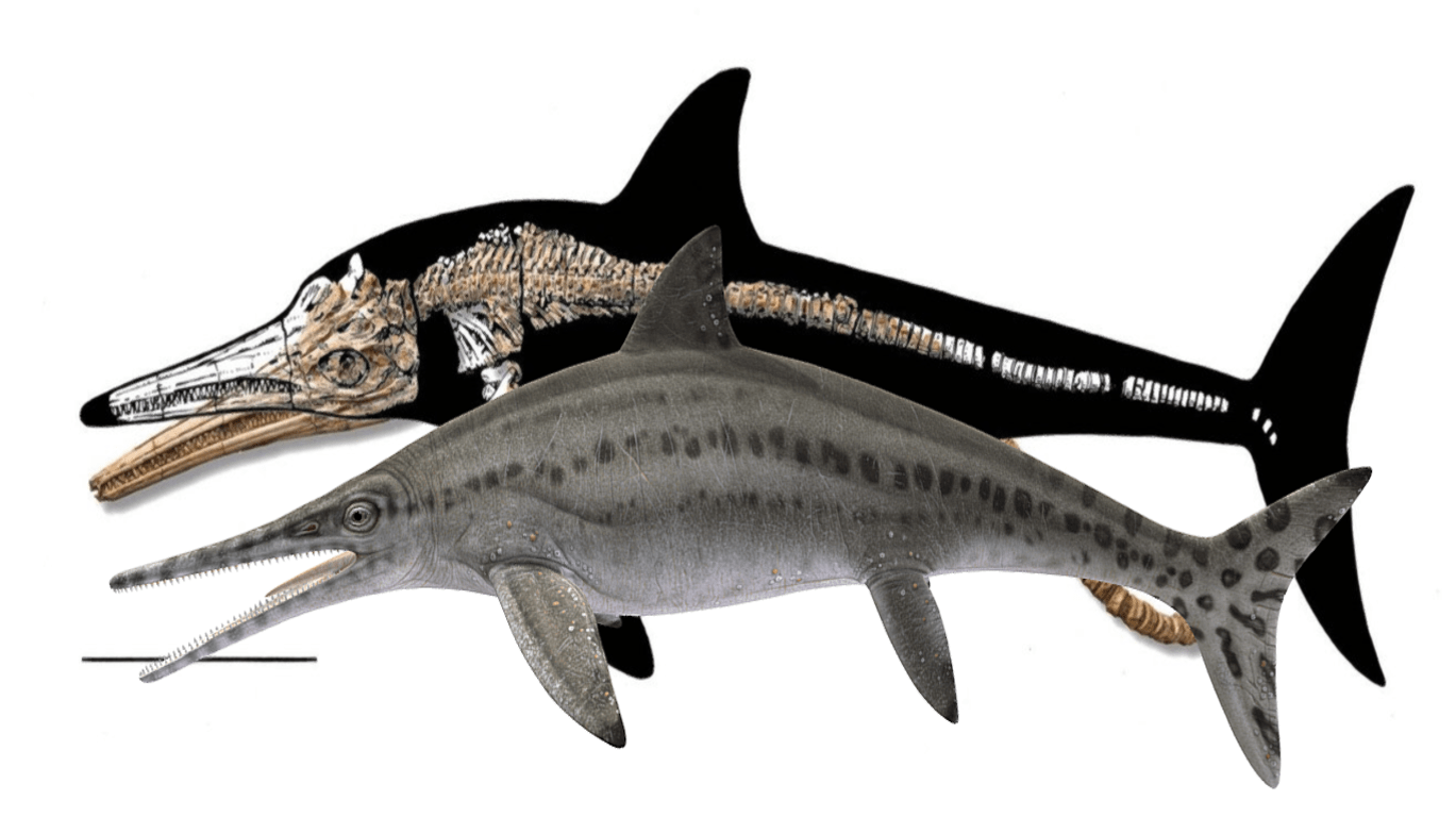 Platypterygius_ichthyosaur