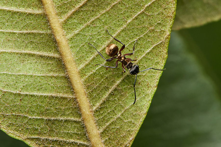 Polyrhachis rufifemur_sml