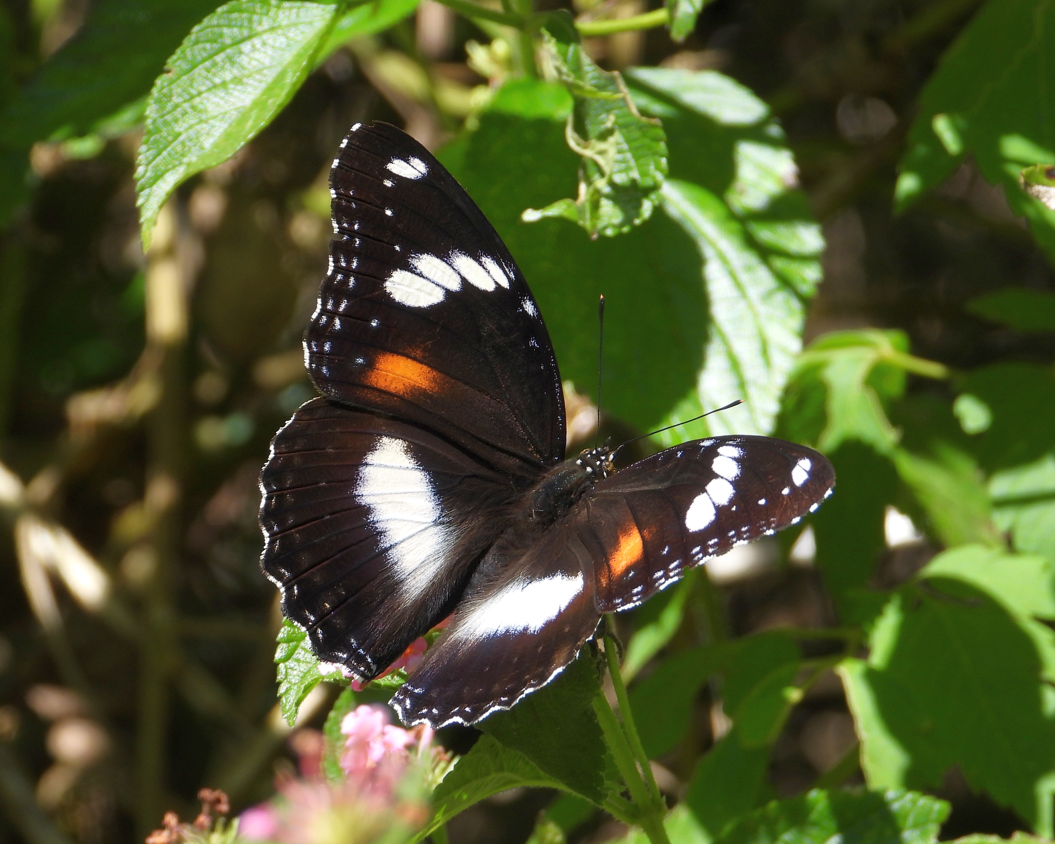 Varied Eggfly Gold Creek Reservoir May 2020 DSCN2199