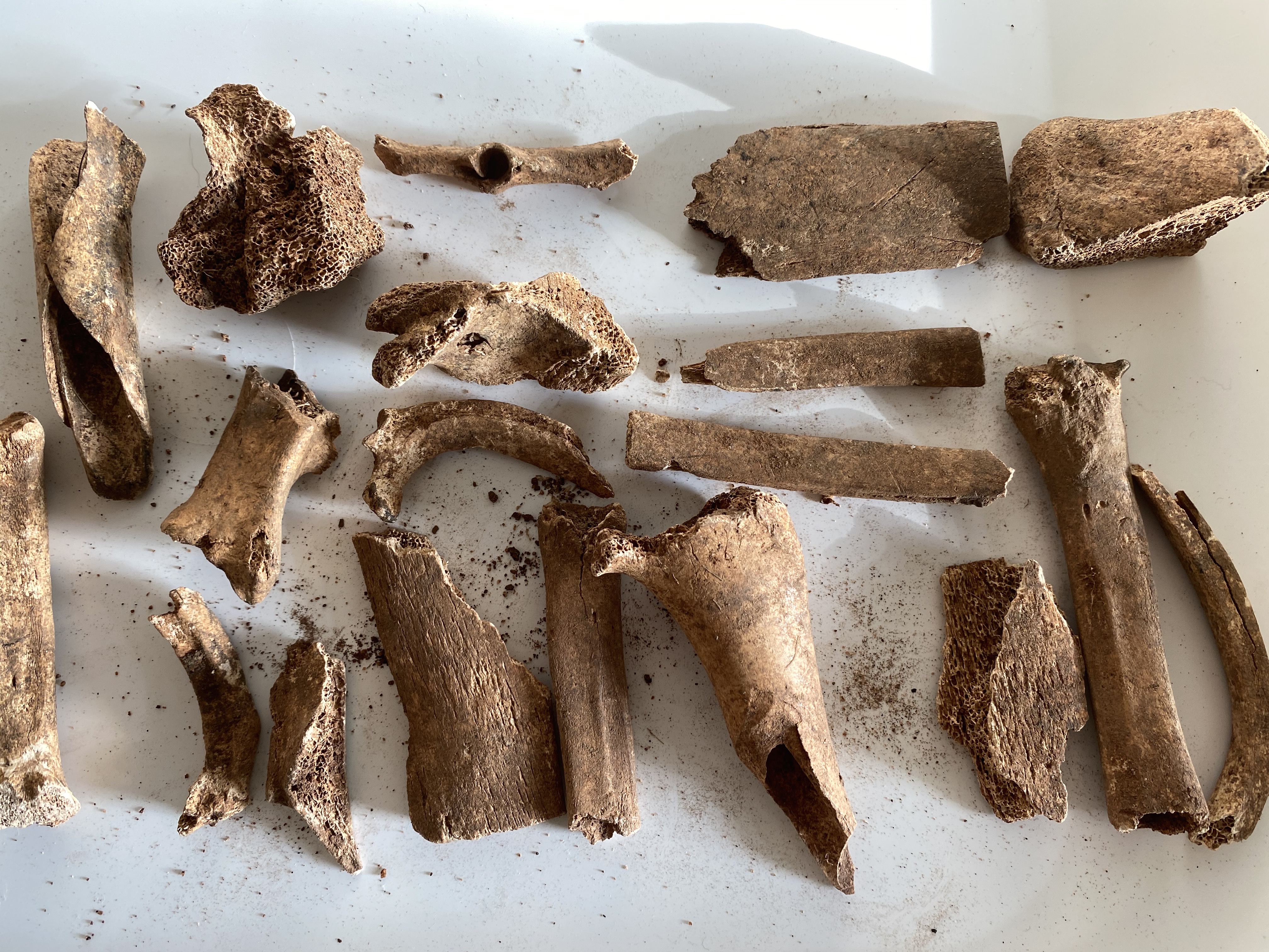 Setting the Table: Archaeology and Food