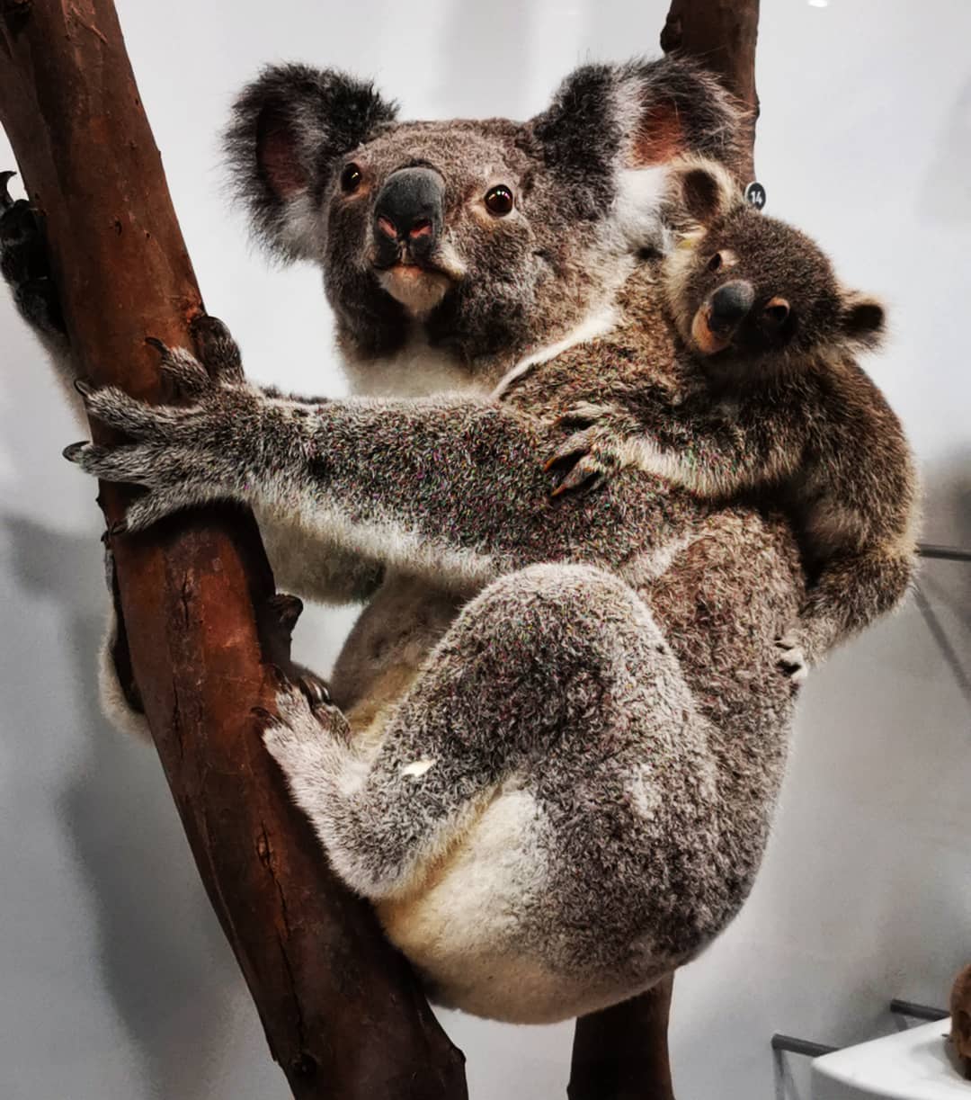 57247137_2430764113600963_1207277993993552431_n