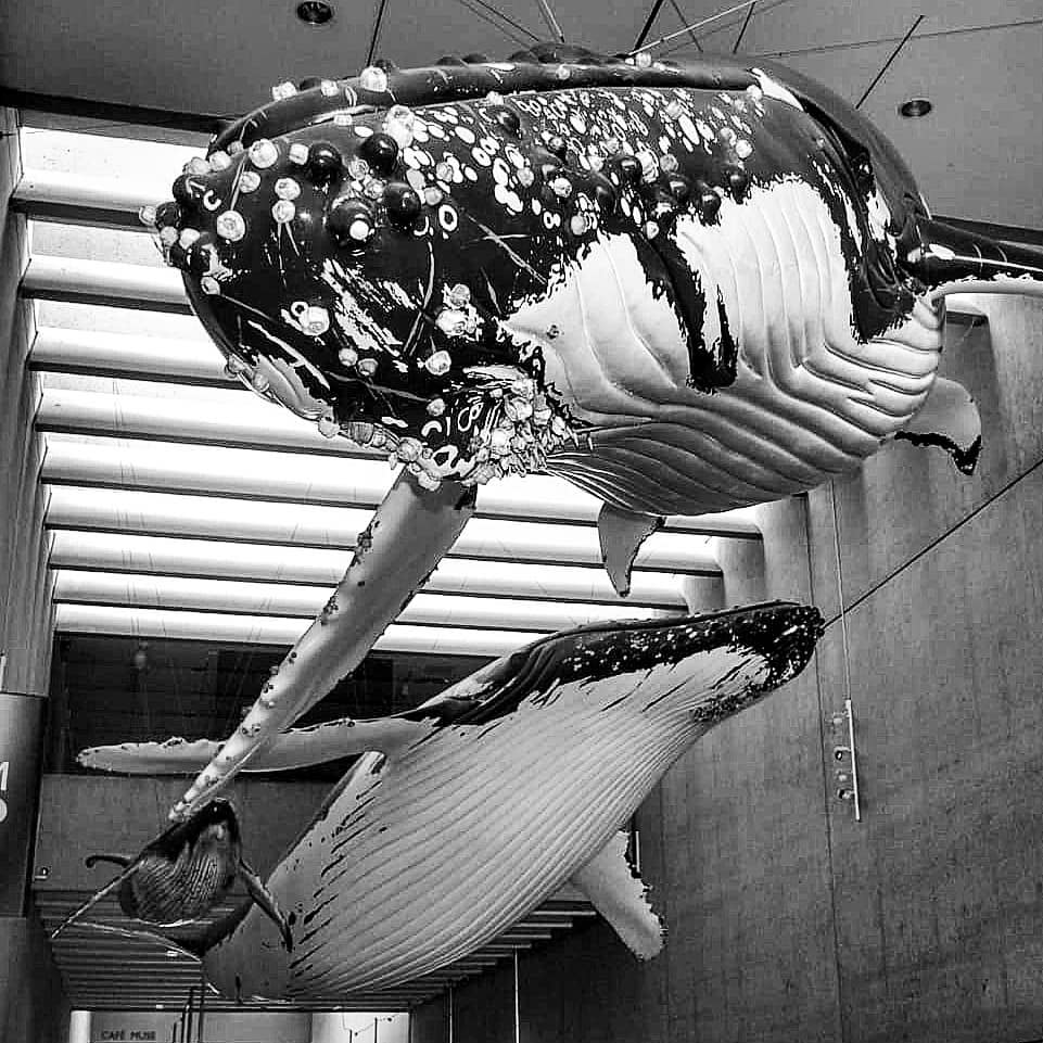 61538657_2896864363871993_621792384102431029_n