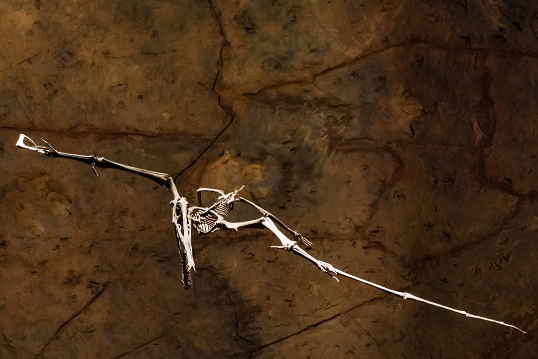 65391005_749501598800638_7617745807578662327_n