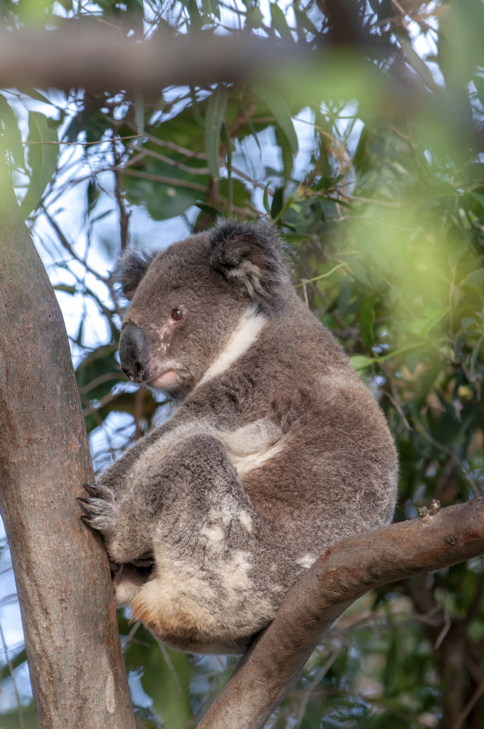 Koala, Phascolarctos cinereus