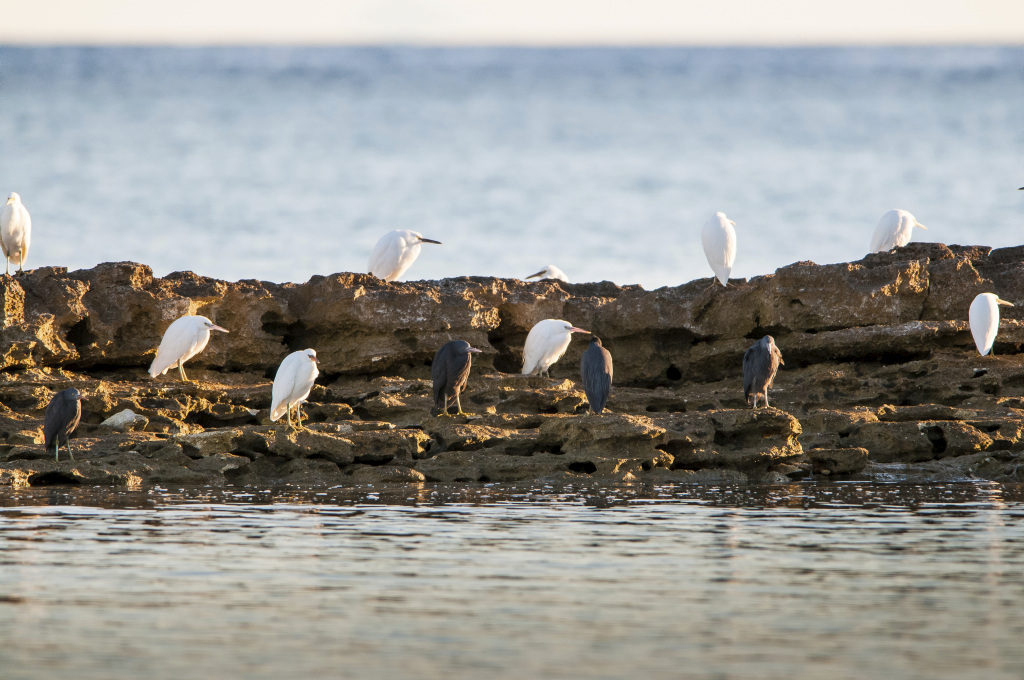Pacific Reef Heron, Reef Heron, Pacific Reef-egret