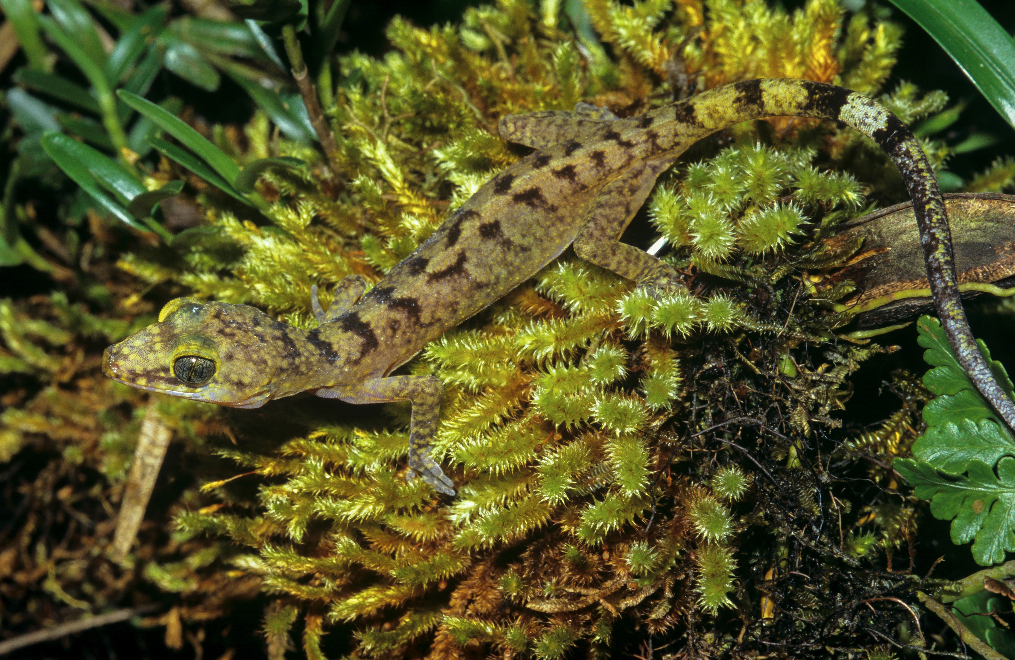 gecko