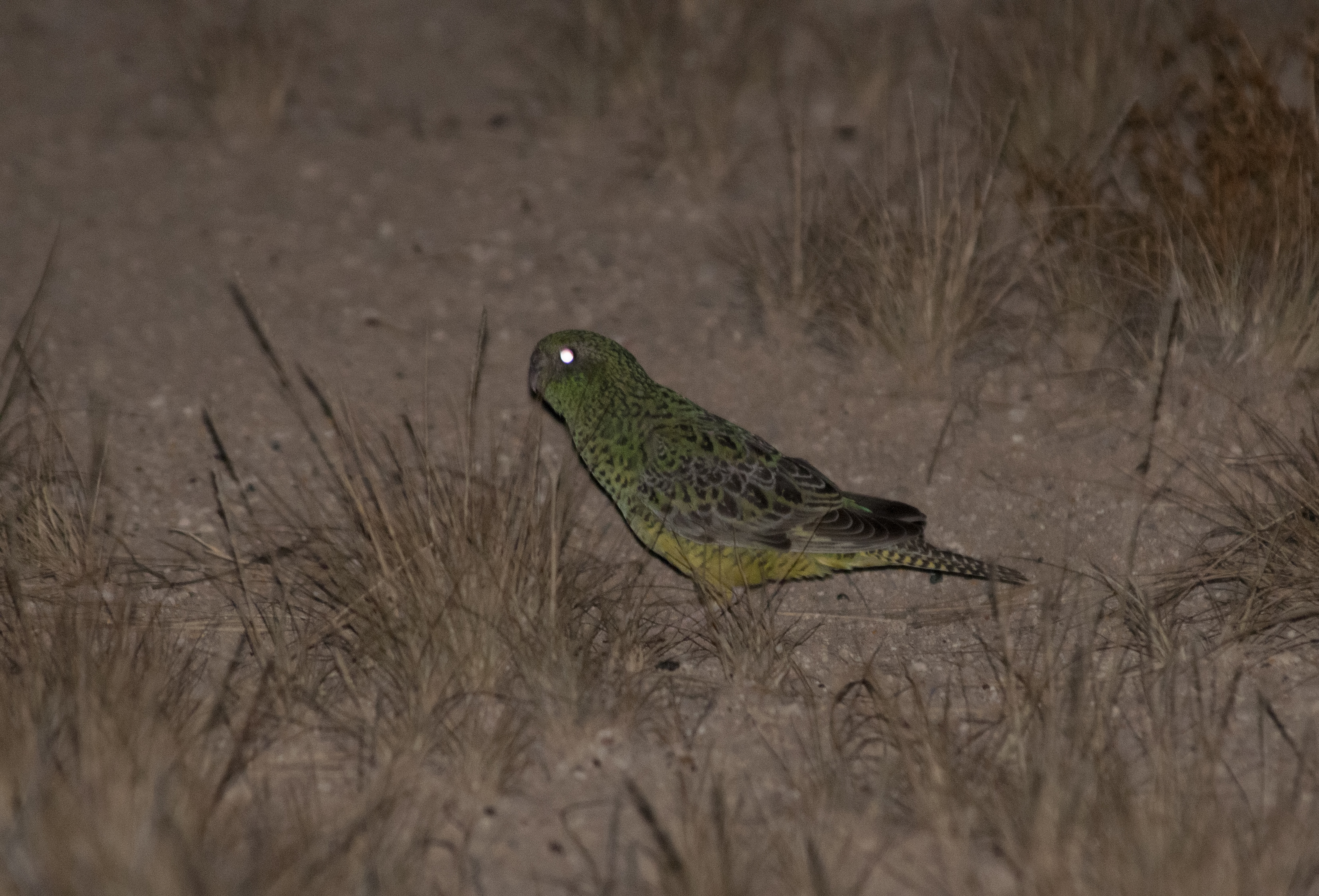 Mysterious Night Parrots may not see in the dead of night