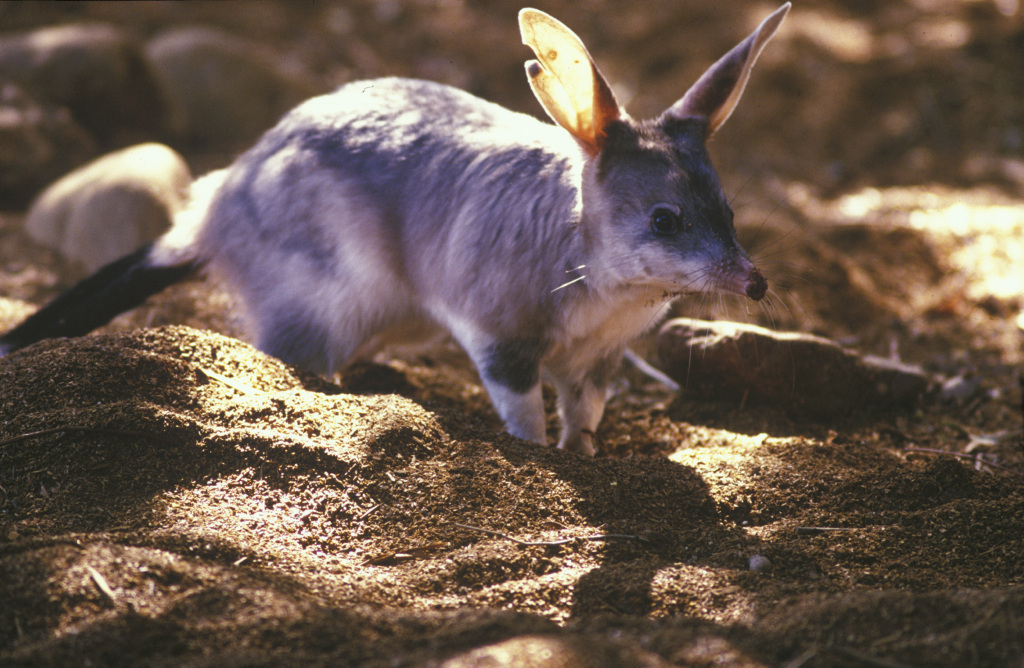 Rabbit-eared Bandicoot