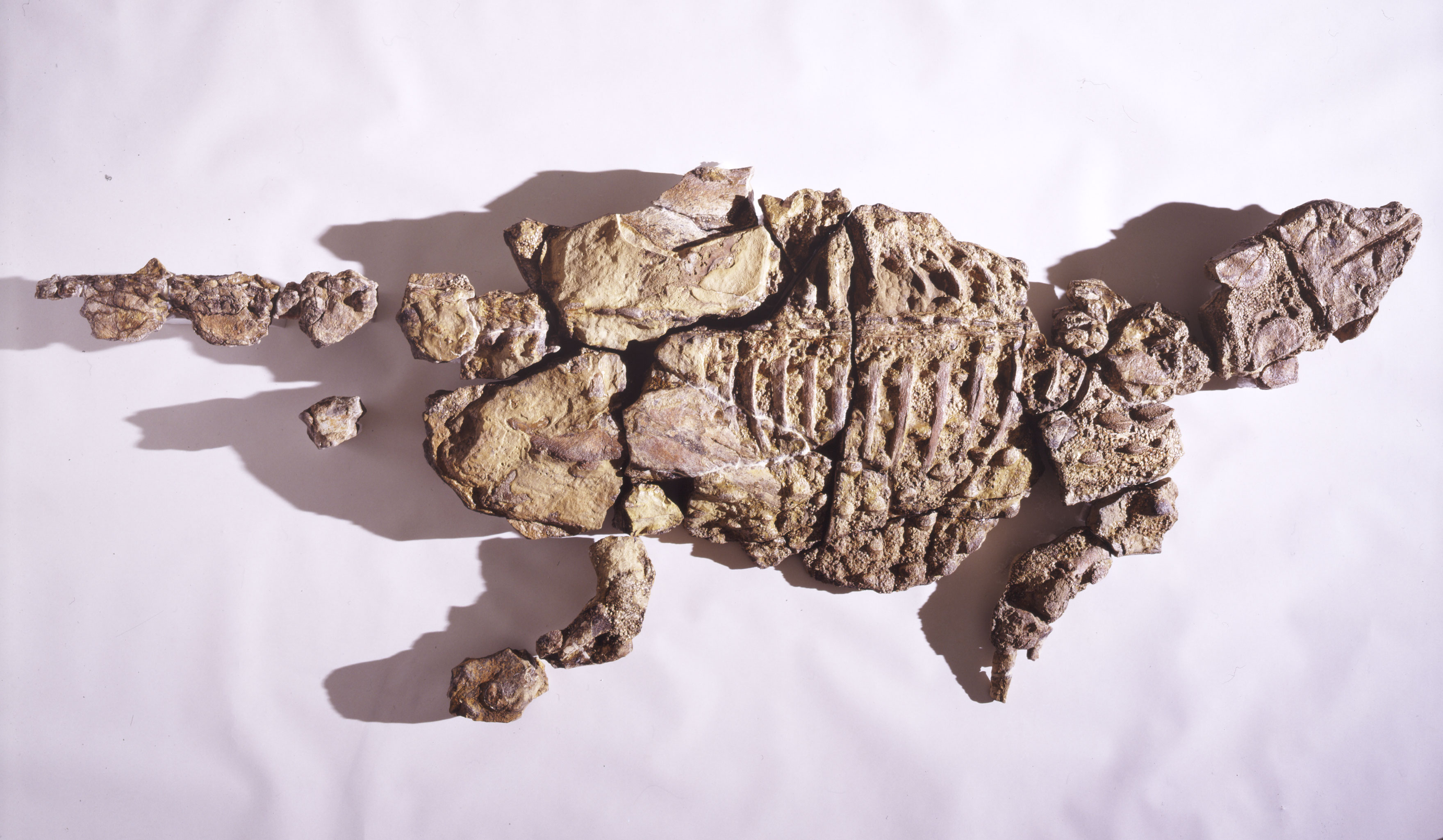 Minmi.1.5x4 trans.bc