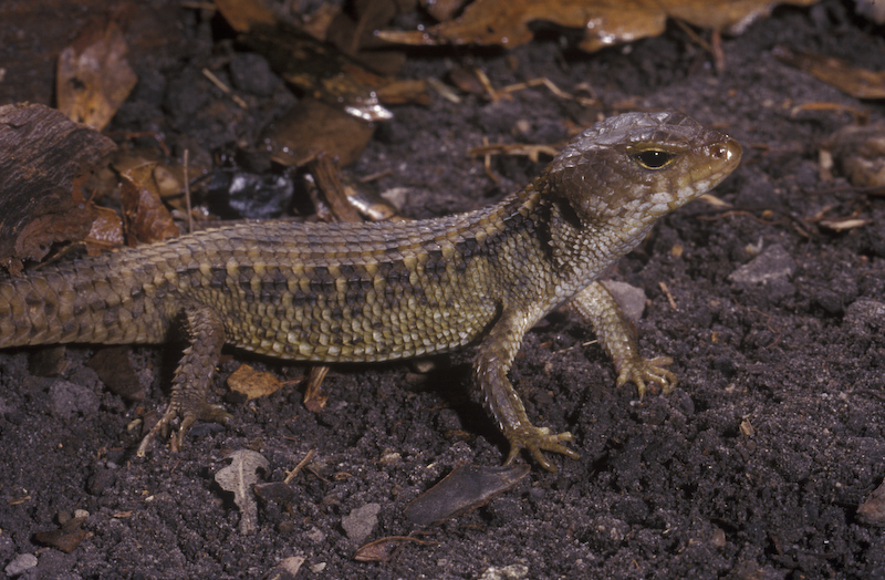 Pambu Rani Spotlight on Nangur Skink (Nangura spinosa)|World Lizard Day ...