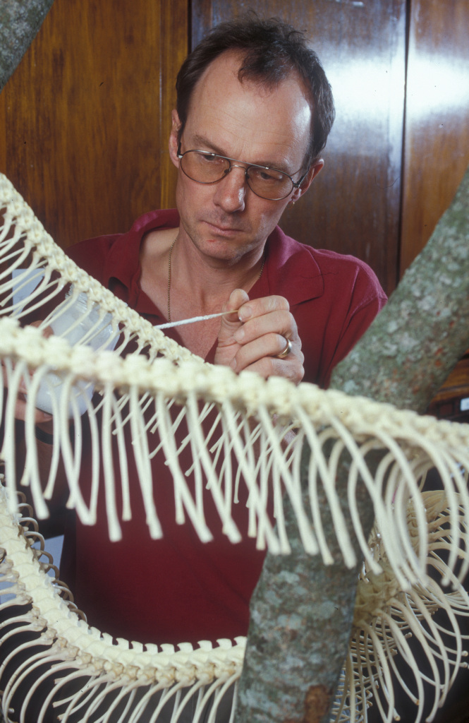 Patrick Couper cleaning a reticulated Python skeleton