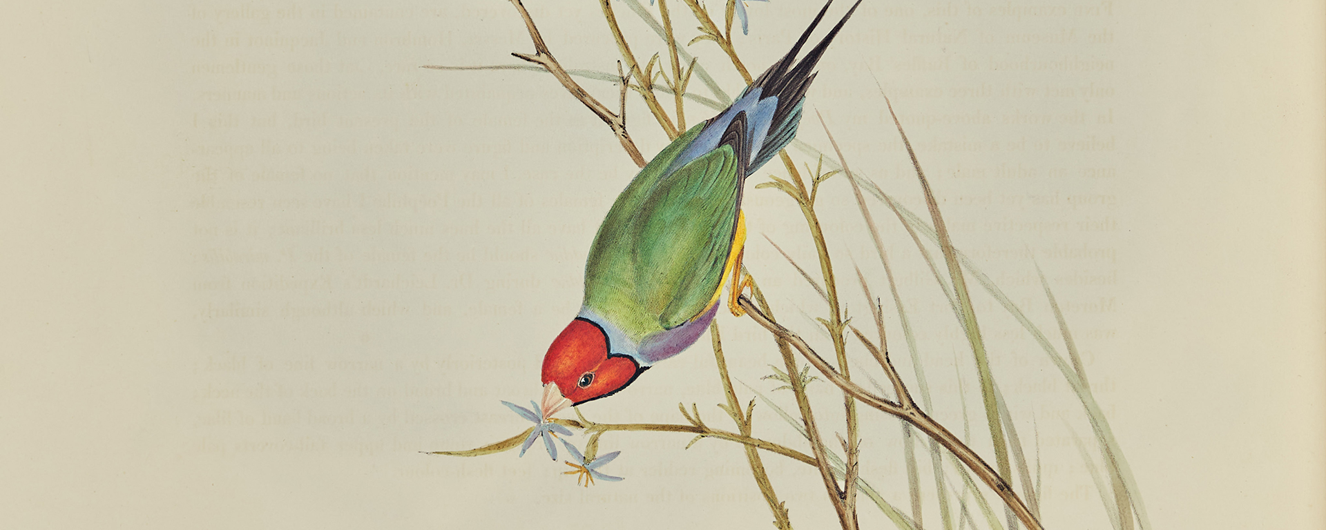 John Gould’s The Birds of Australia