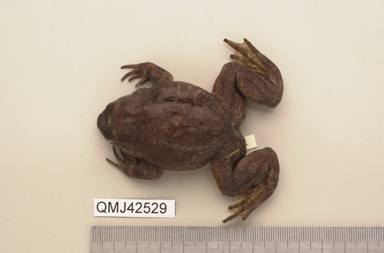 Rheobatrachus vitellinus, a species that vanished the year after its discovery