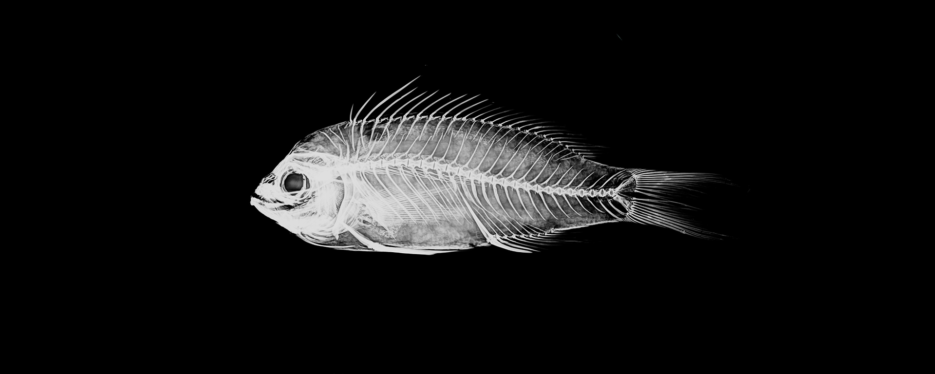 New species of fish found in Australian waters