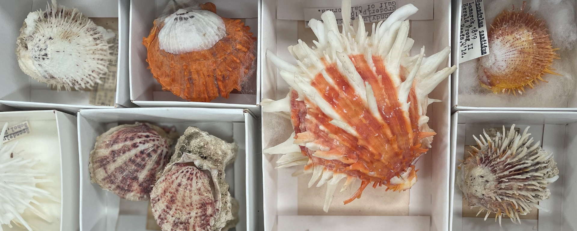 Scientists shell shocked at rare new species