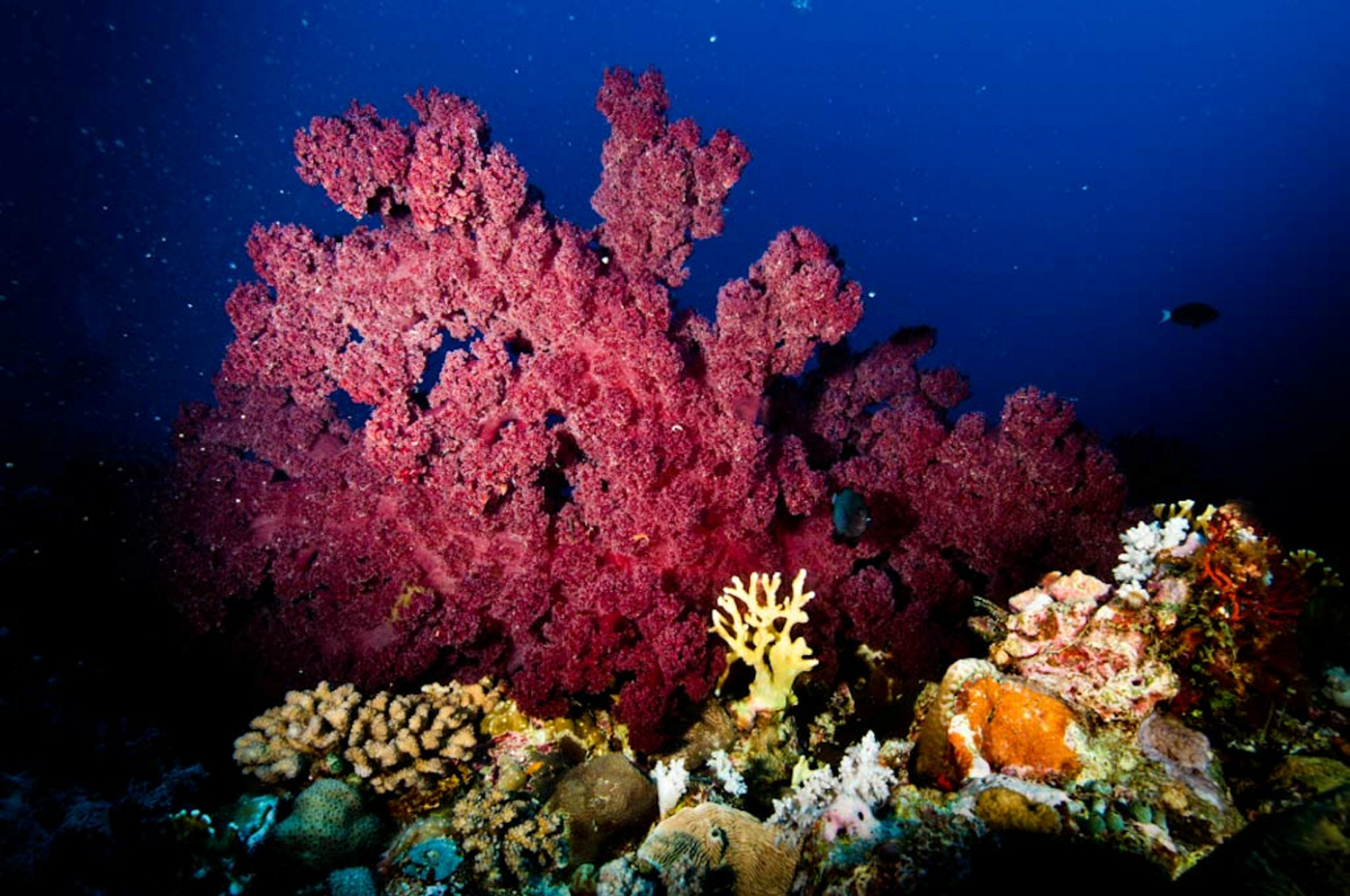 Spawning the new coral emoji