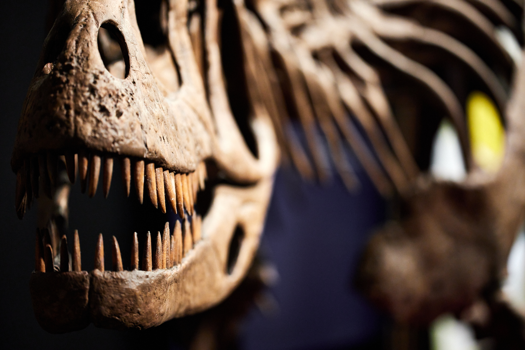 #InstaInspo: Capturing content with teeth in Dinosaurs of Patagonia