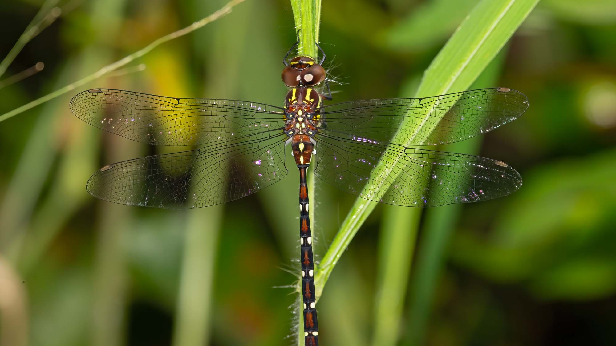 Curator Conversations: Dragonflies and damselflies of south-east Queensland