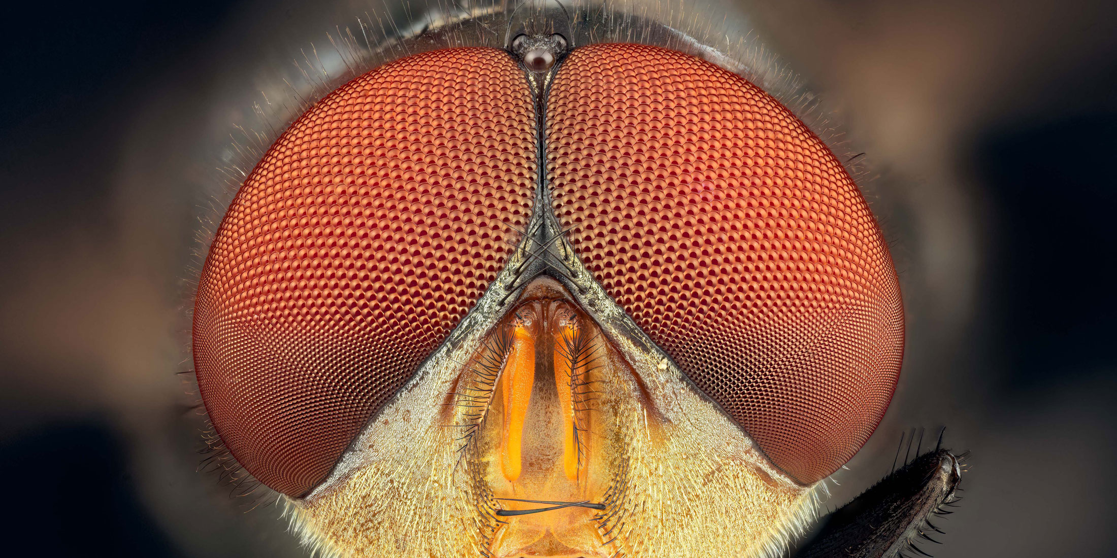 Ready for their close up: behind the scenes of macro insect photography