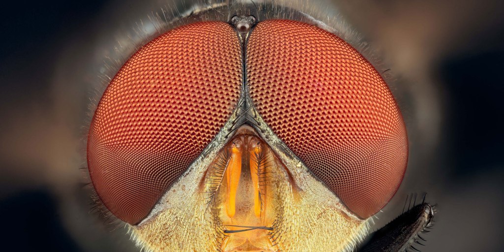 Ready for their close up: behind the scenes of macro insect&nbsp;photography