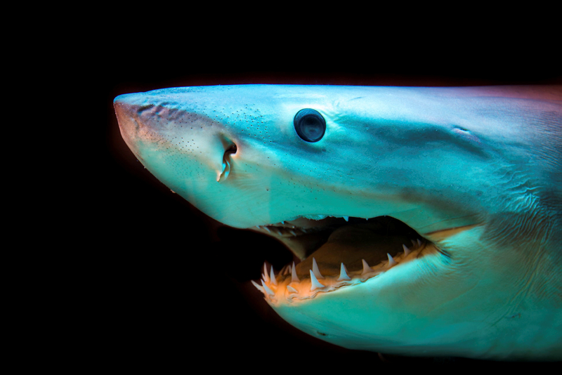 Sharks in Action: What the Frenzy at Snapper Rocks Really Means