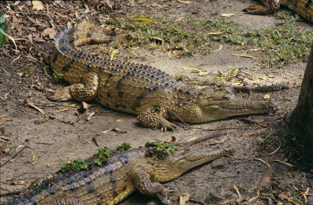 Australia’s crocodiles: Freshwater vs Saltwater – What’s the&nbsp;Difference?