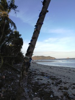 One of the "thong" trees on Chili Beach near Lockhart River, Eastern Cape York.