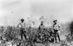 Russian immigrants tending their cotton crop, Queensland (undated). John Oxley Library, State Library of Queensland