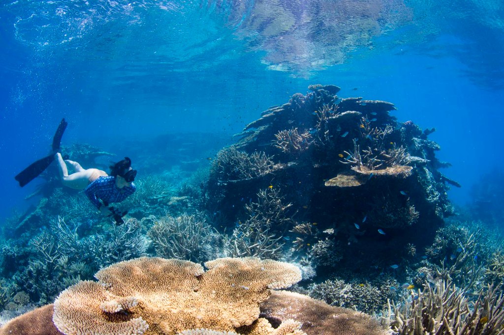 A snorkeler exploring vibrant coral reefs underwater surrounded by various marine life.