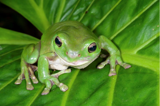 When Frogs Eat Snakes-  The Surprising Behaviour of Green Tree Frogs 