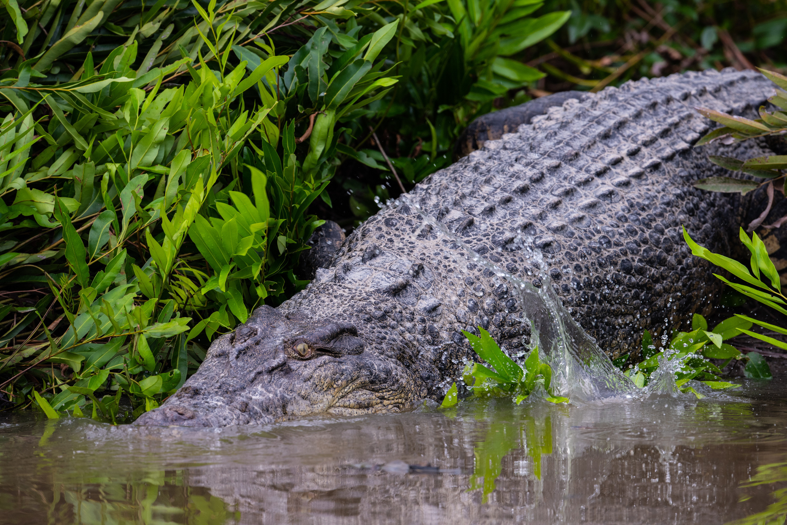 10 fascinating crocodile facts that you never knew