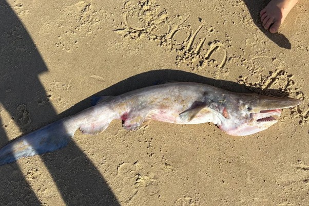 The Goblin Shark that washed up on Queensland’s Sunshine Coast 
